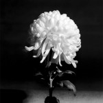 DavidBernstein-Chrysanthemum