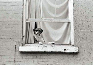"Dog in Window," photo by Len Bernstein. From his book <em>Photography, Life, & the Opposites</em>